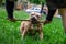 American bully dog playing with his owner with a stick