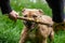 American bully dog playing with his owner with a stick