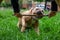 American bully dog playing with his owner with a stick