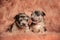 American bully dogs lying down next to each other