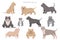 American bully dogs set. Color varieties, different poses. Dogs infographic collection