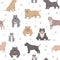 American bully dogs set. Color varieties, different poses. Seamless pattern