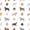 American bully dogs set. Color varieties, different poses. Seamless pattern