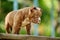 American Bully puppy purple on wooden walkway in the garden, a cute little puppy sports and playing in the garden, copy