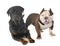 American bully and rottweiler