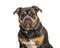 American Bully sitting against white background