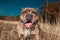 American bully standing with tongue exposed behind grass