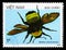 American Bumble Bee (Bombus americanorum), Insects serie, circa 1987