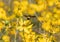 American Bumble Bee, Bombus pensylvanicus