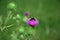 An American Bumble Bee harvesting pollen