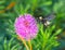 American bumblebee - Bombus pensylvanicus in flight showing pollen, on a pink Sunshine mimosa - Mimosa strigillosa