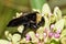 American Bumblebee (Bombus pensylvanicus) pollinating Asclepias Viridis Milkweed in Houston, TX.