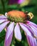 An American Bumblebee pollenates an echinacea flower at Gring`s Mill Park