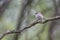 American bushtit bird