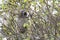 American bushtit Bird nest