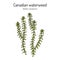 American or Canadian waterweed Elodea canadensis , aquatic plant