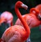 American or Caribbean flamingo, Phoenicopterus ruber. Flamingos or flamingoes are a type of wading bird in the family