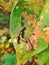 American Caterpillar on cotton plant,leaf,