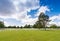 American cemetery in Normandy, France