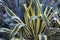 American Century Plant (Agave)