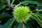 American chestnut fruit