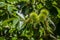 American chestnut in the Sayn castle courtyard