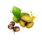 American Chestnuts with leaves and spiny burrs. Chestnuts are edible raw or roasted. Considered the finest chestnut tree