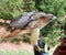 American chickenhawk perched on gloved hand