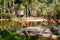 American chilean flamingo Phoenicopterus chilensis ruber in Barcelona Zoo