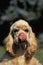 AMERICAN COCKER SPANIEL, ADULT LICKING NOSE