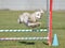 American Cocker Spaniel at a Dog Agility Trial