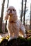 American cocker spaniel standing on a log