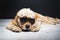 American cocker spaniel With Sunglasses