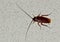 American Cockroach crawling across a white wall.