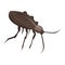 American cockroach icon, isometric style