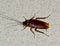 American Cockroach on a white textured wall.