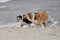 American Collie and Australian Shepherd playing