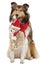 American collie dog on christmas isolated