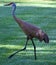 American common crane in summer