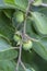 American Common Wild Persimmons - Diospyros virginiana Linnaeus