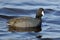 American Coot