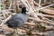 American Coot