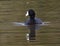 An American coot, binomial name Fulica americana, swimming in White Rock Lake in Dallas, Texas.