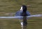 An American coot, binomial name Fulica americana, swimming in White Rock Lake in Dallas, Texas.