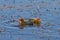 American Coot chicks in marsh against blue water in Sierra Valley, CA