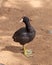 American Coot Duck, Fulica americana