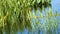 American Coot duck in pond grass, 4K