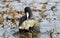 American Coot eating a dead bream sunfish on pond, Walton County, Georgia, USA