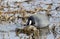 American Coot eating a dead fish on pond, Walton County, Georgia, USA