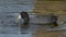 American Coot Feeding